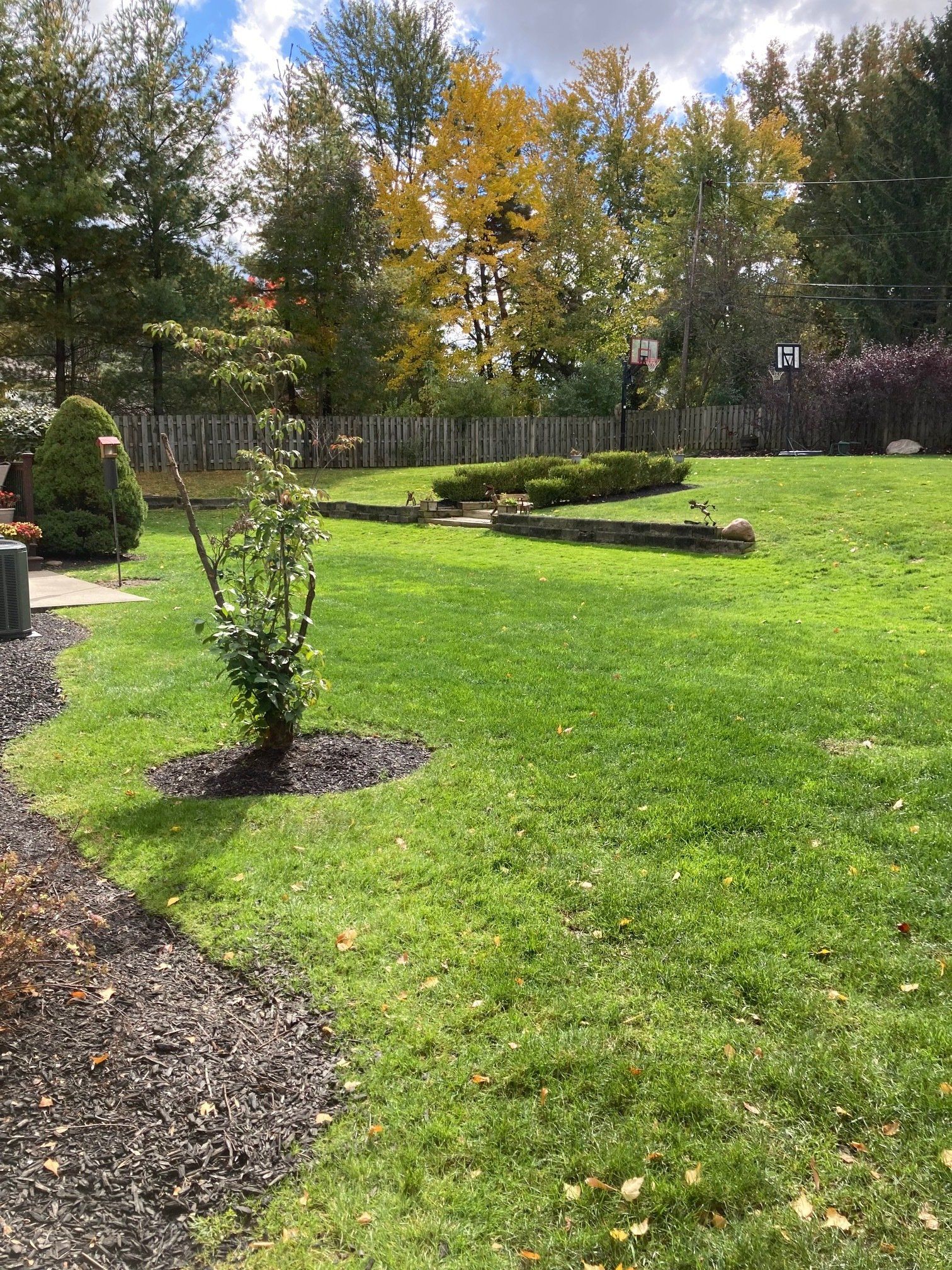 Sunny backyard with green lawn, small trees, and a gravel path bordered by a fence.