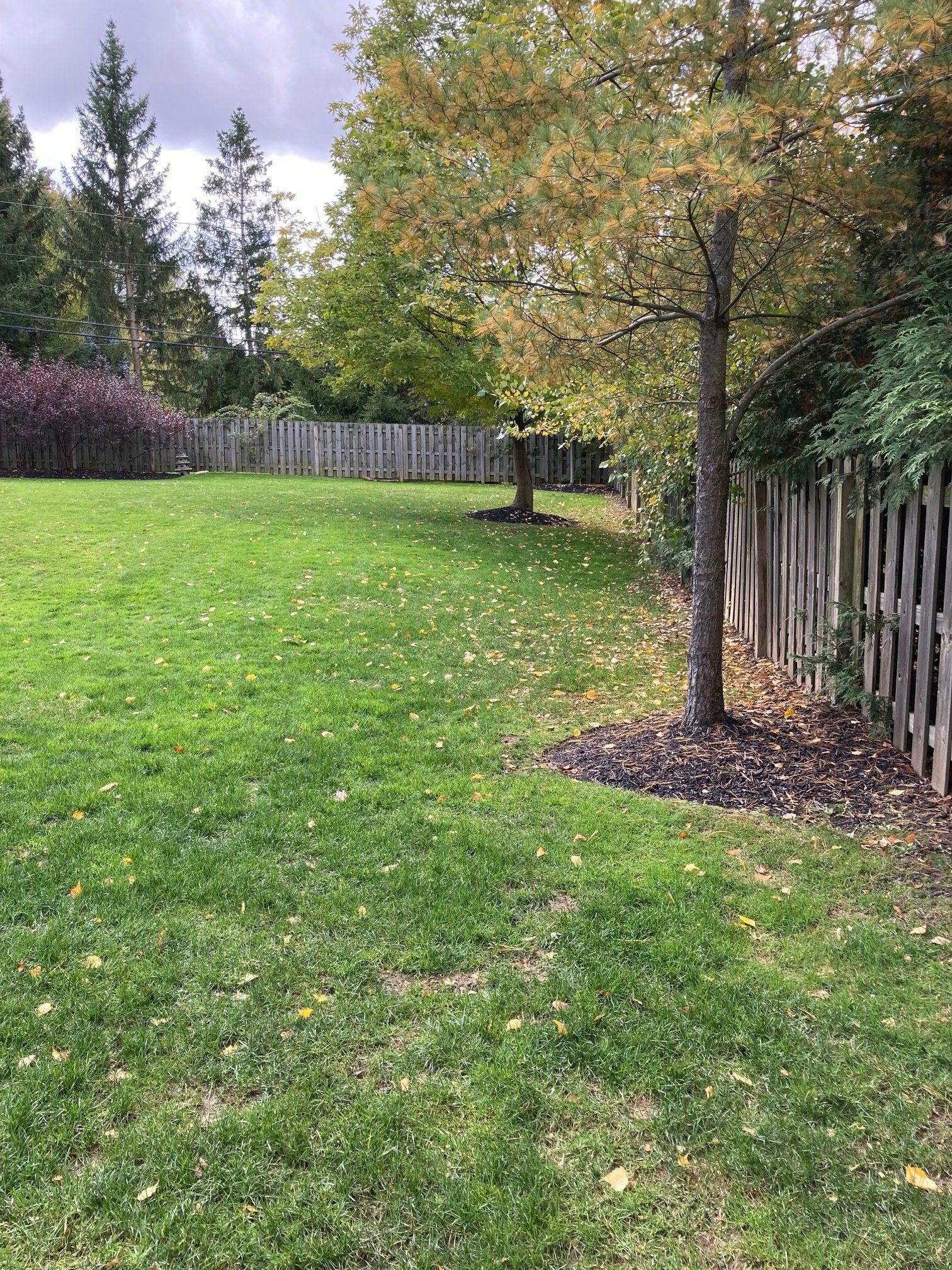 Grassy backyard with a tree and wooden fence under a cloudy sky
