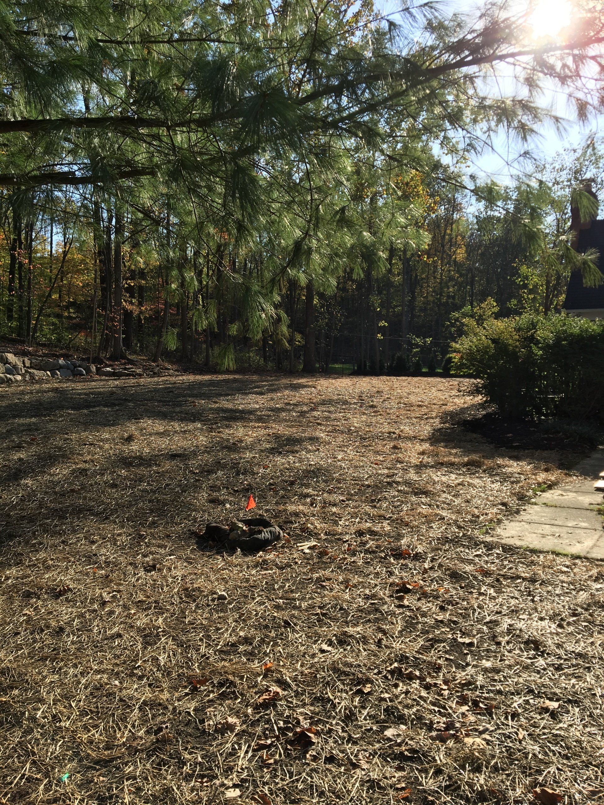 Sunlit wooded yard with leaf-covered ground and a small flower bed near a paved path