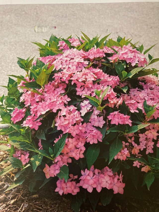 Pink flowering shrub with dense blossoms and green leaves against a beige wall