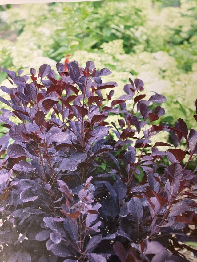 Dark purple leafy shrubs in a garden with soft green foliage behind them
