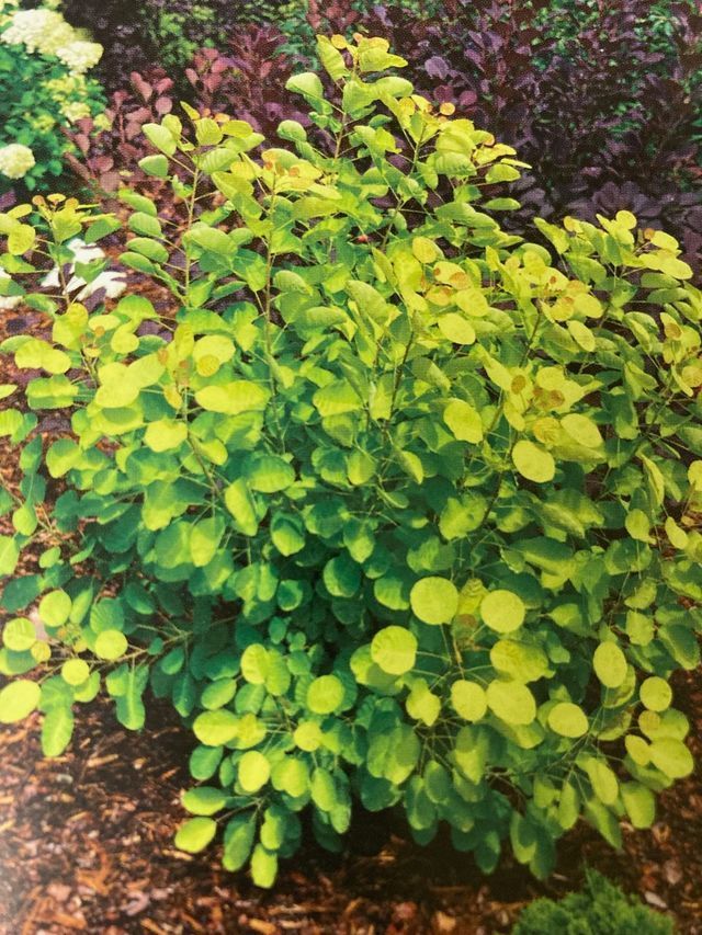 Bright green shrub with round leaves in a garden bed, with purple foliage in the background