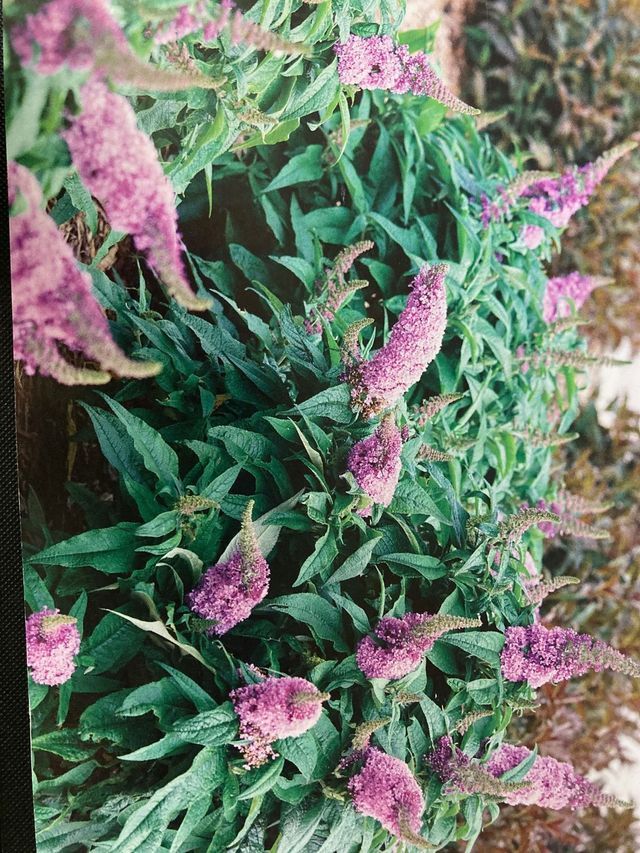 Cluster of pink-purple flowering spikes among dense green leaves in a garden