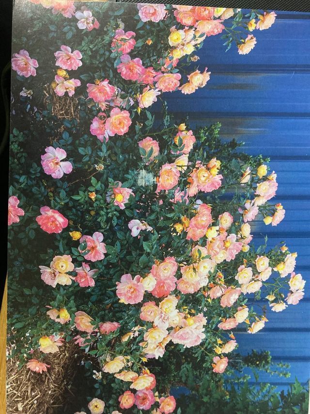 Pink, peach, and cream flowers blooming against dark green foliage and a blue-striped background.