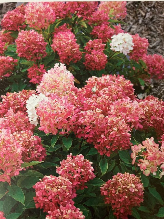 Pink and white hydrangea blossoms clustered among green leaves in a garden