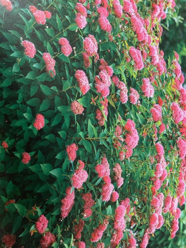 Pink flowering shrubs with dense green leaves filling the frame