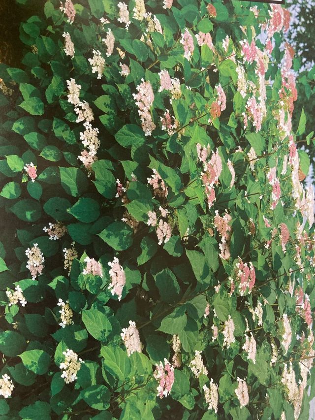 Dense green foliage with pale pink flowers covering the ground