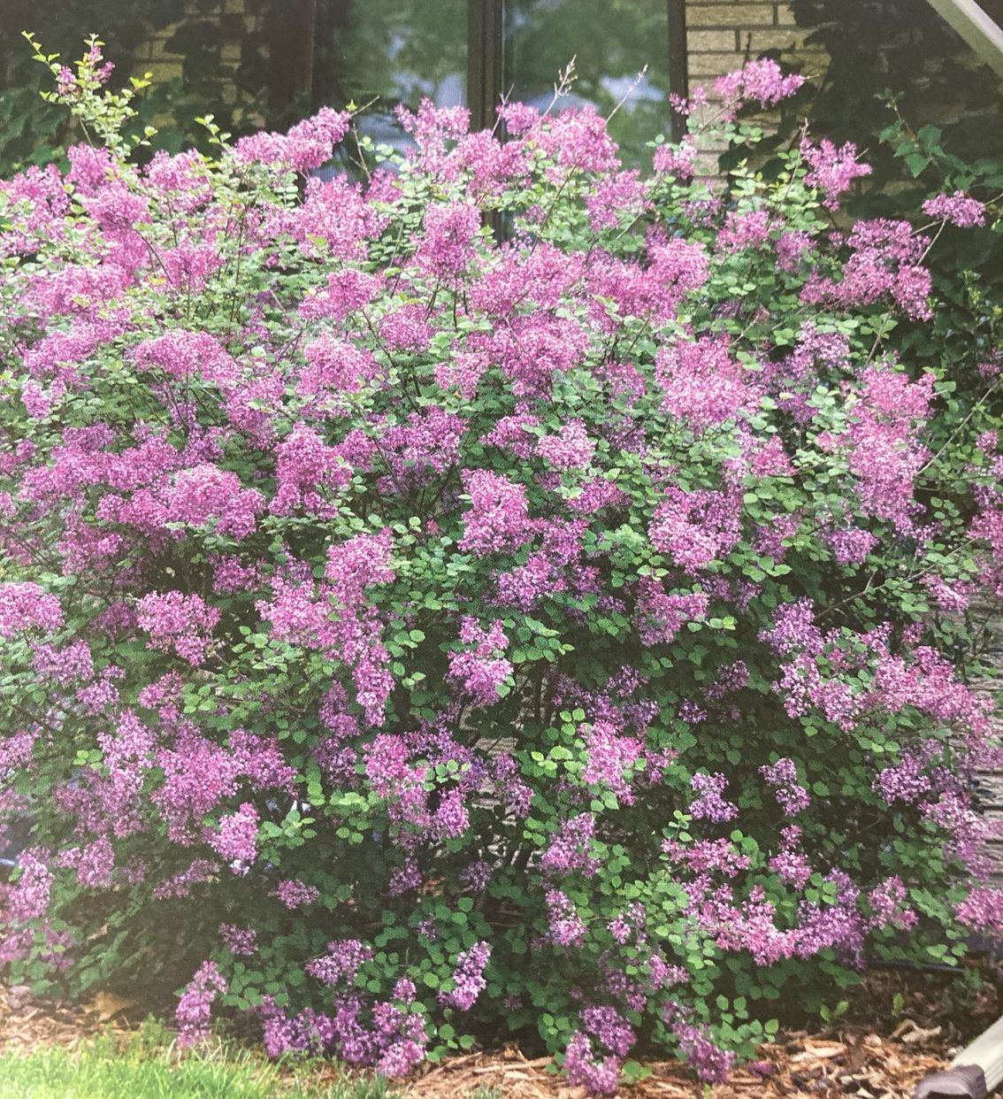 Dense shrub with clusters of pink-purple flowers in a garden
