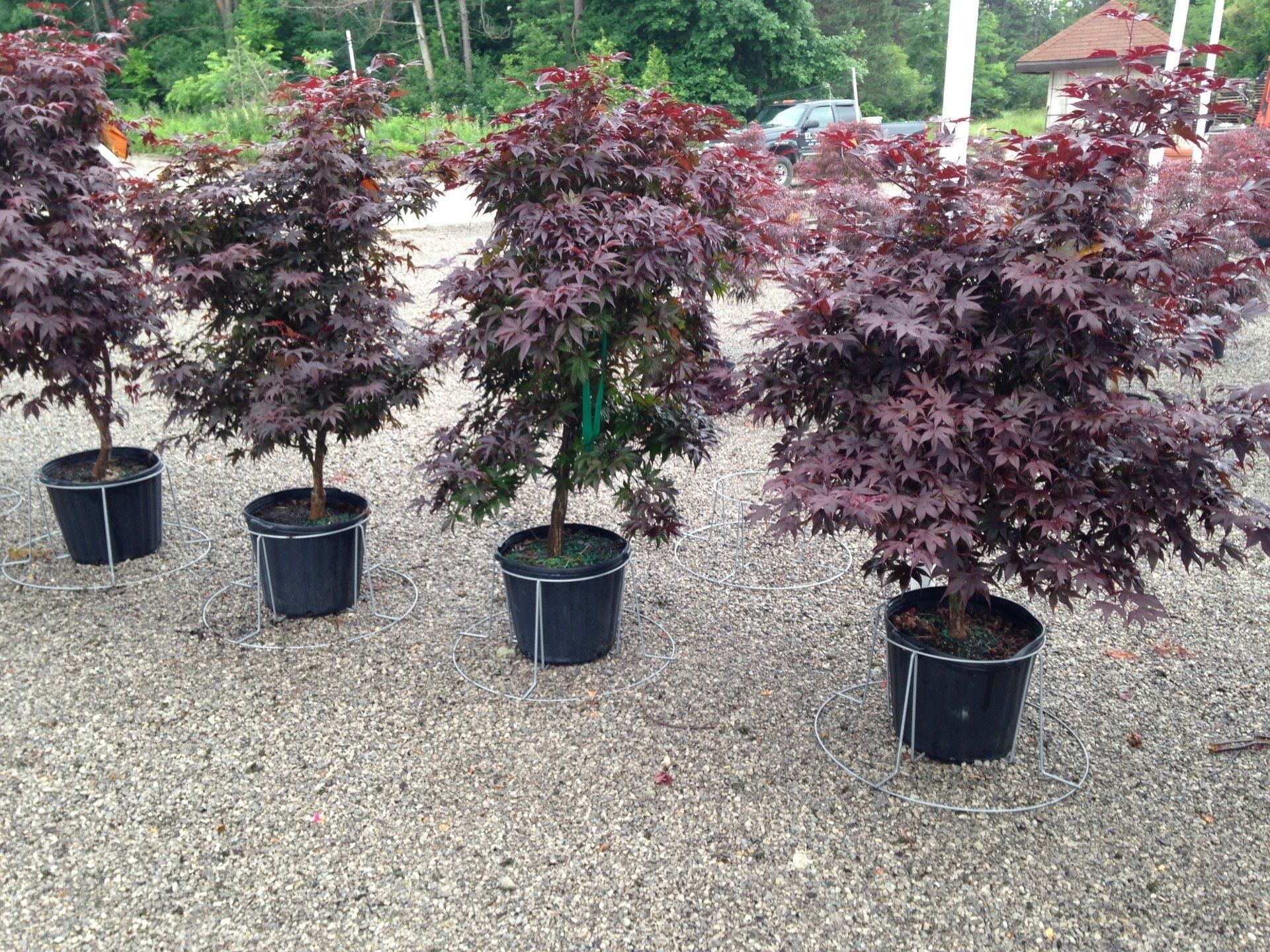 Four potted Japanese maple trees with dark red foliage displayed on gravel outdoors.