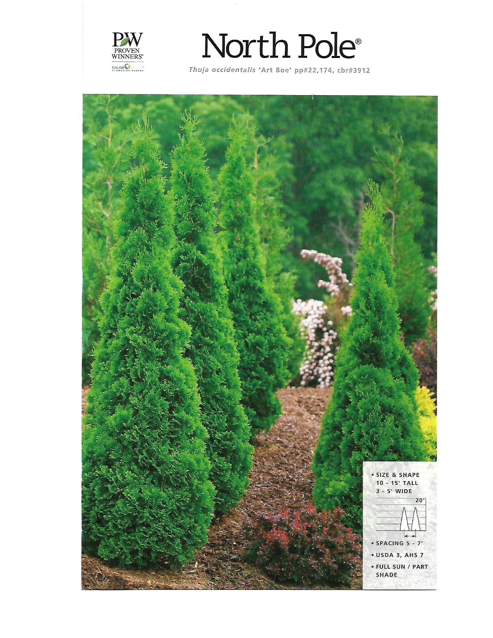 “North Pole” magazine cover with a narrow dirt path between tall green trees under a white sky