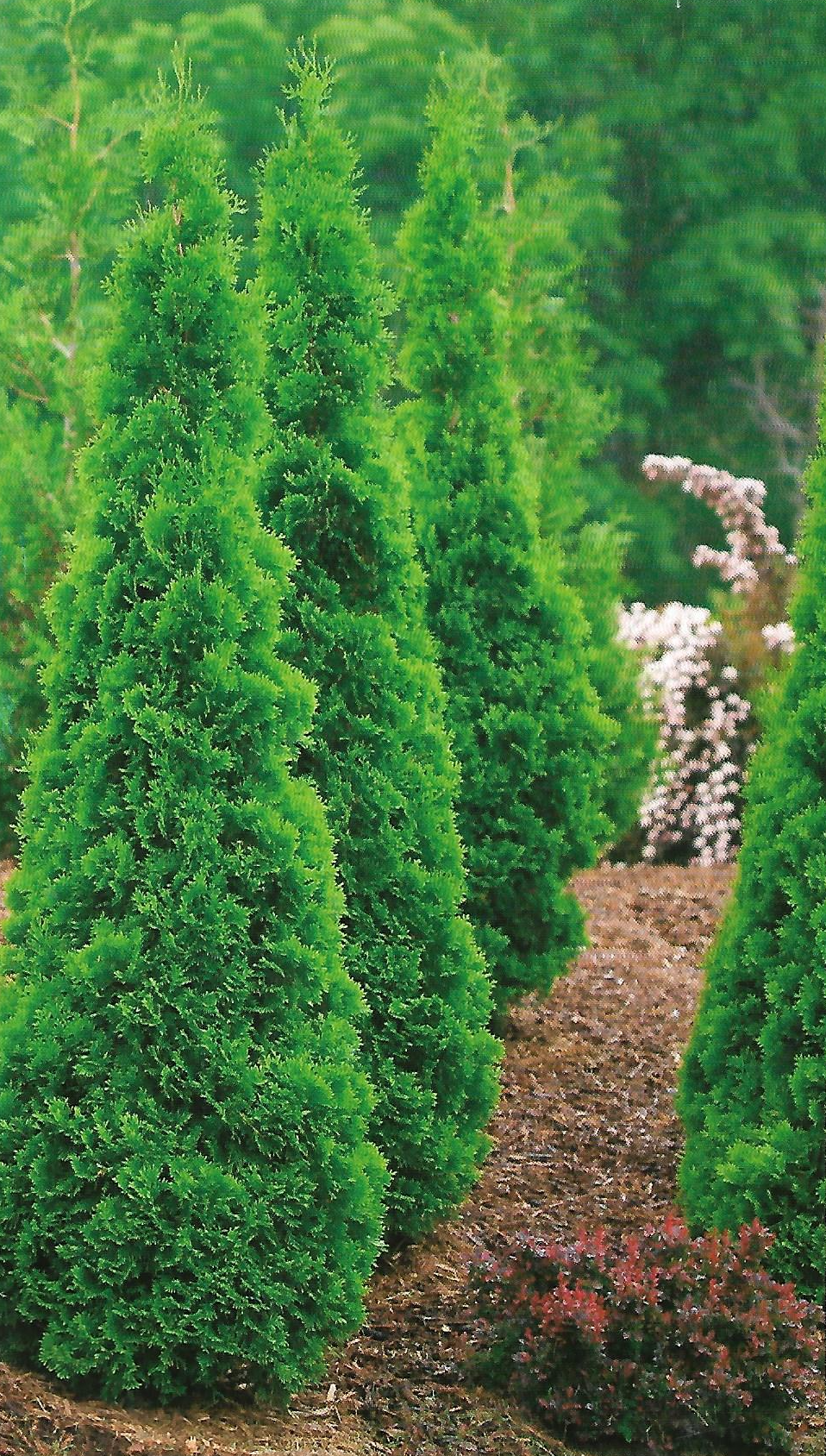Tall green evergreen shrubs lining a landscaped garden path with flowering bushes in the background