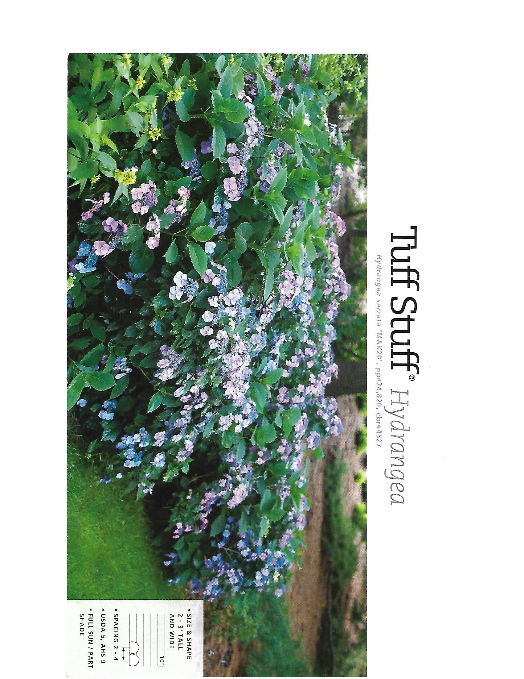 Garden bed of white and pink tuff stuff blooms with lush green foliage