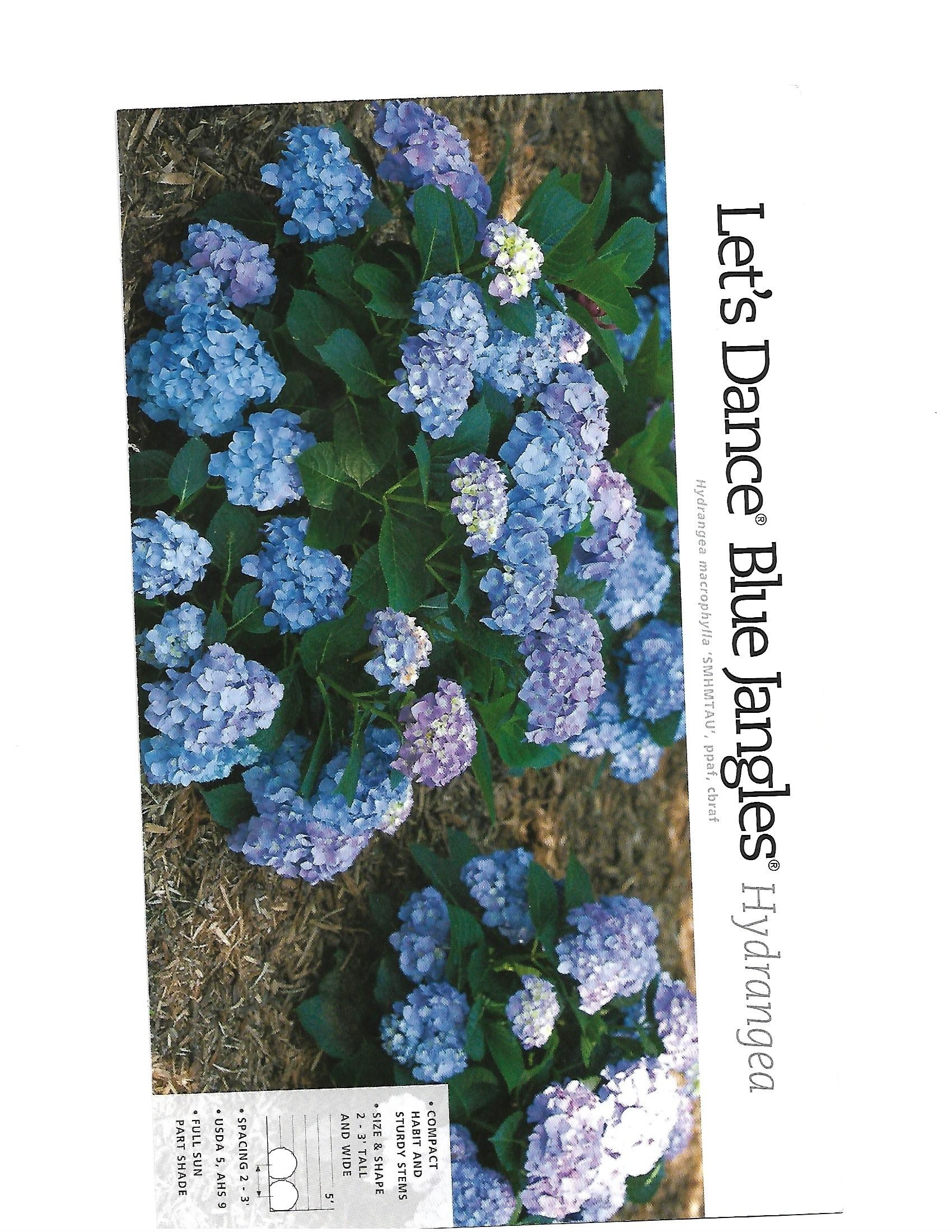 Blue hydrangea blooms surrounding the words “Let’s Dance Blue Ensign” on a plant label.