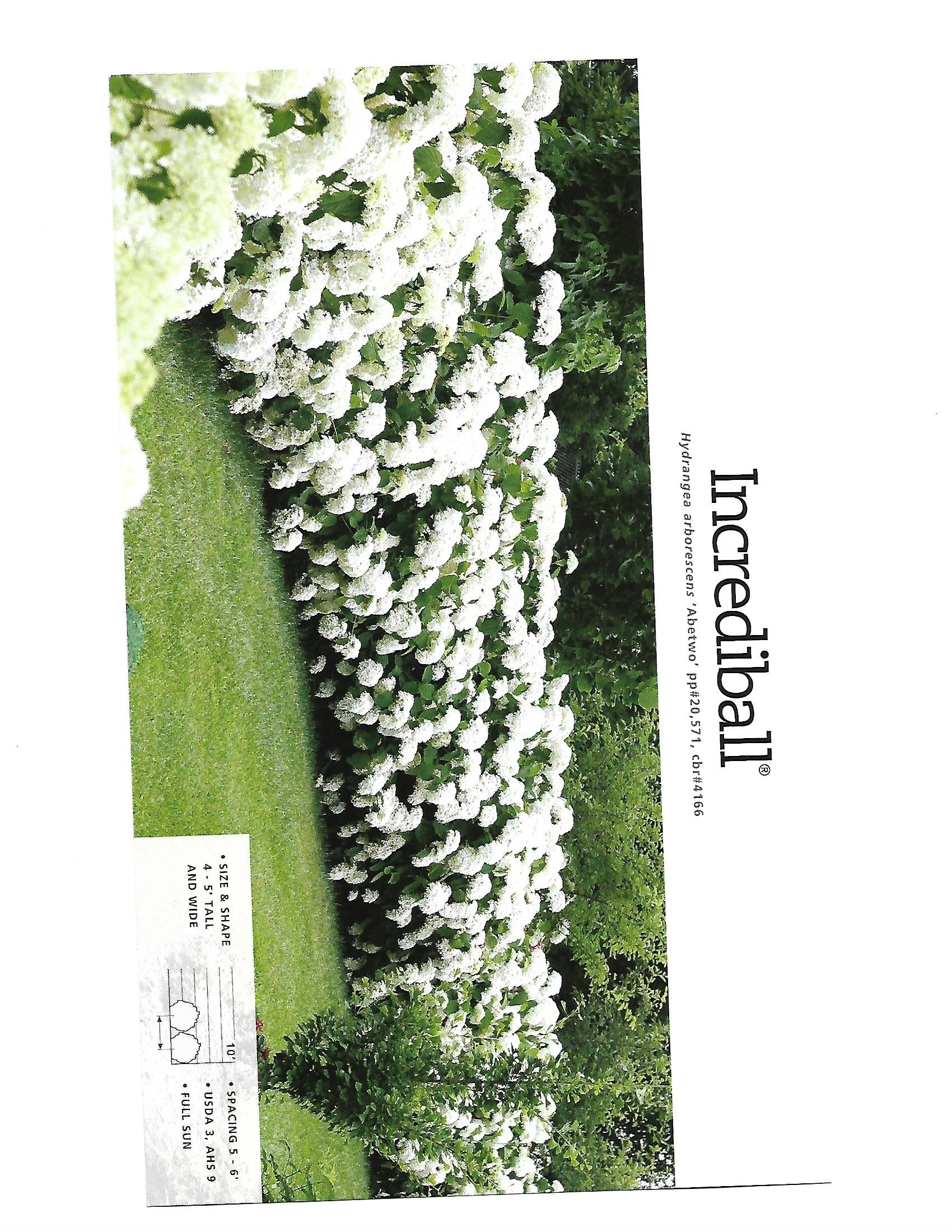 White flowering shrubs line a green landscape, with the word “Incredible!” on the right.