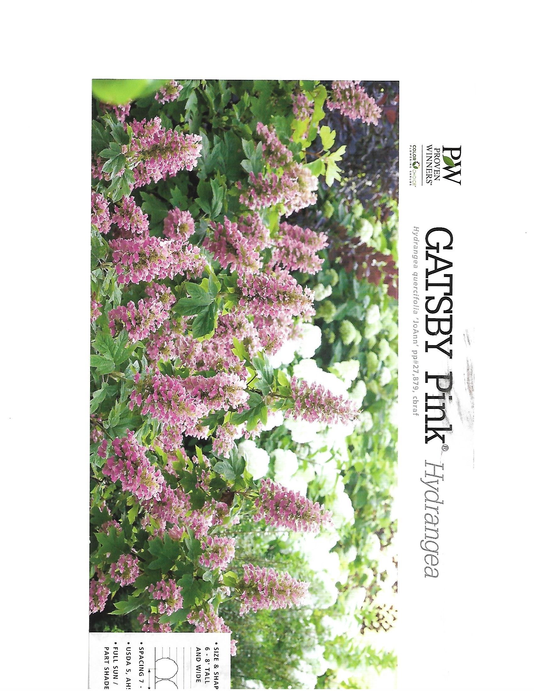Catalog cover of pink flowering shrubs with “Gatsby Pink” title and plant branding