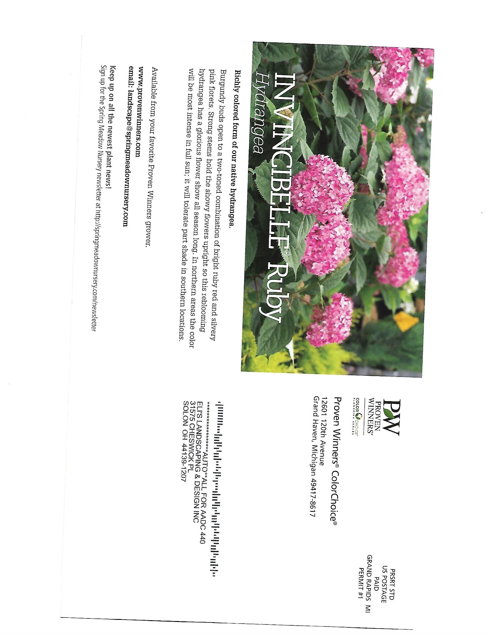 Pink hydrangeas beside a tall white product package on a white background.