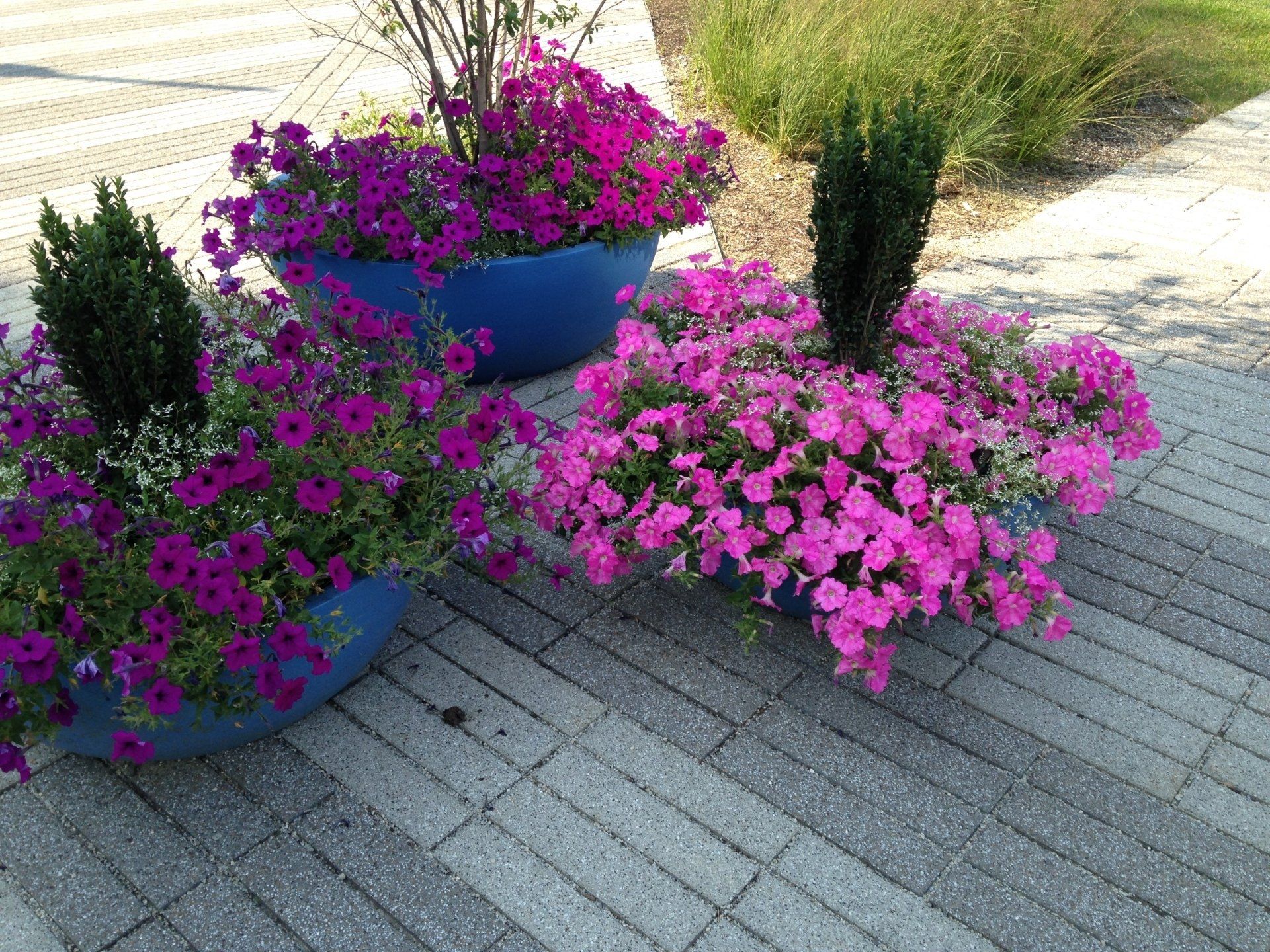 Potted purple and pink flowers with small shrubs on a paved patio.