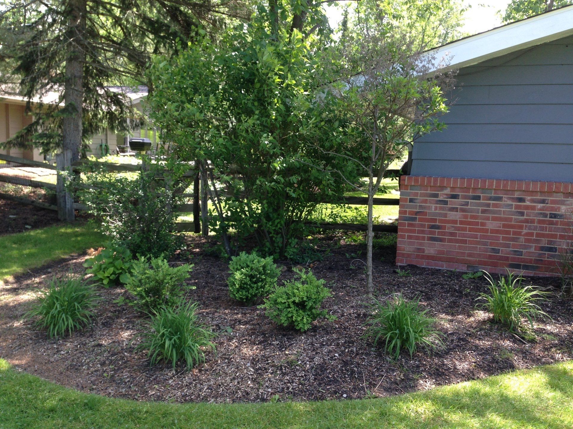 Landscaped garden bed with mulch, small shrubs, and a tree beside a brick-and-blue house exterior