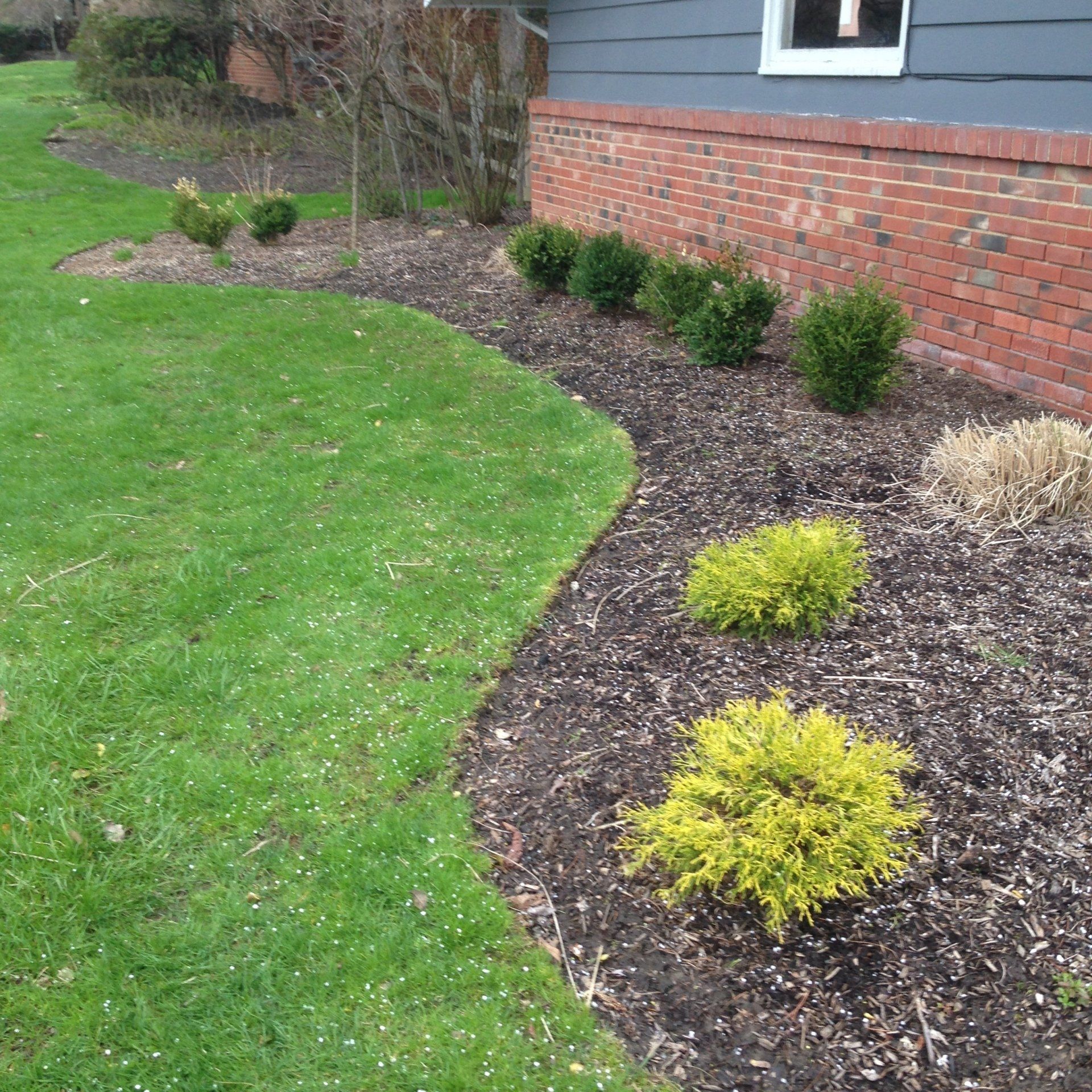 Curved mulch bed with small shrubs beside a green lawn and brick house exterior