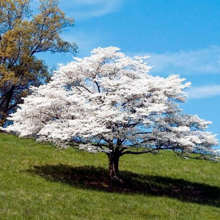 White-blossomed tree on a grassy hill under a bright blue sky