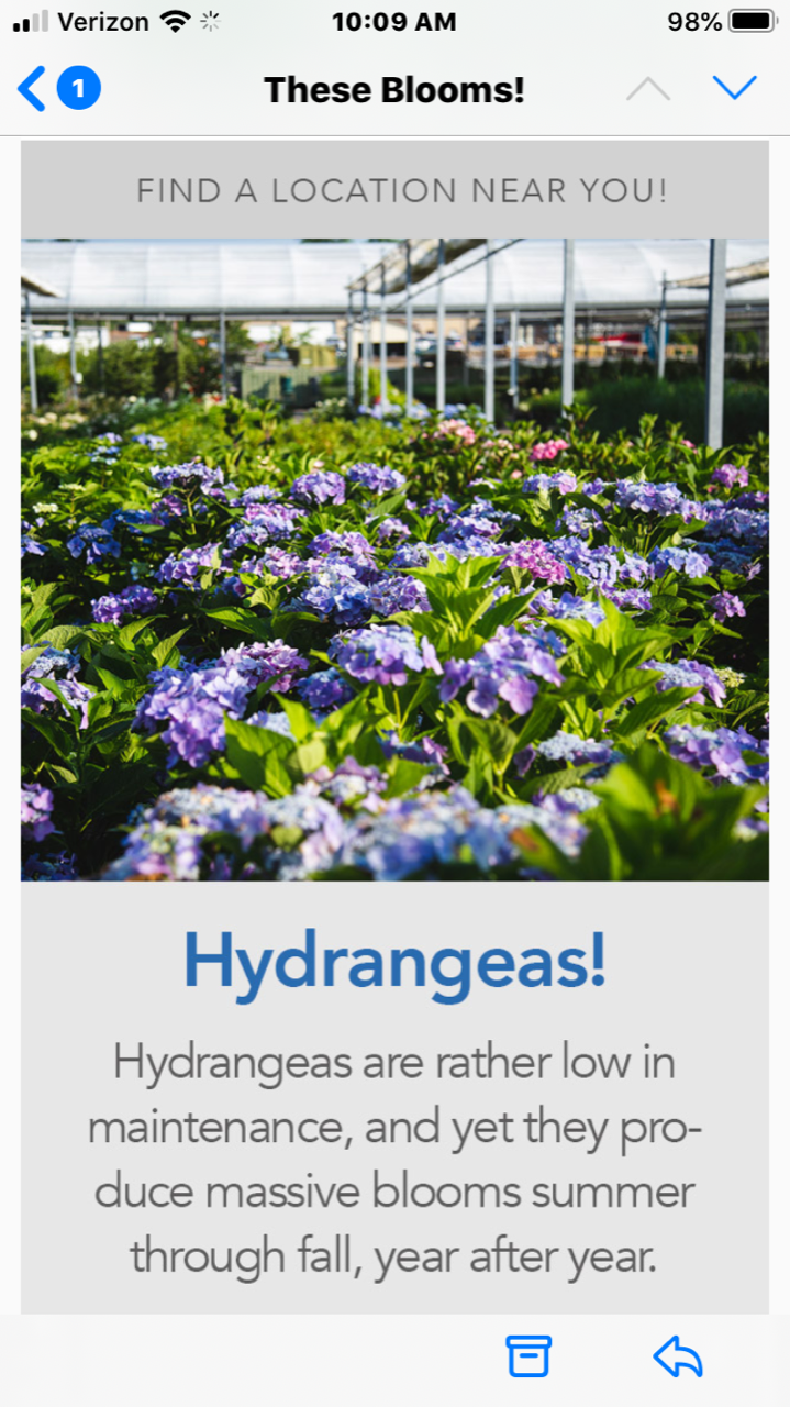 App screen with a hydrangea garden photo and text about hydrangeas blooming all summer.