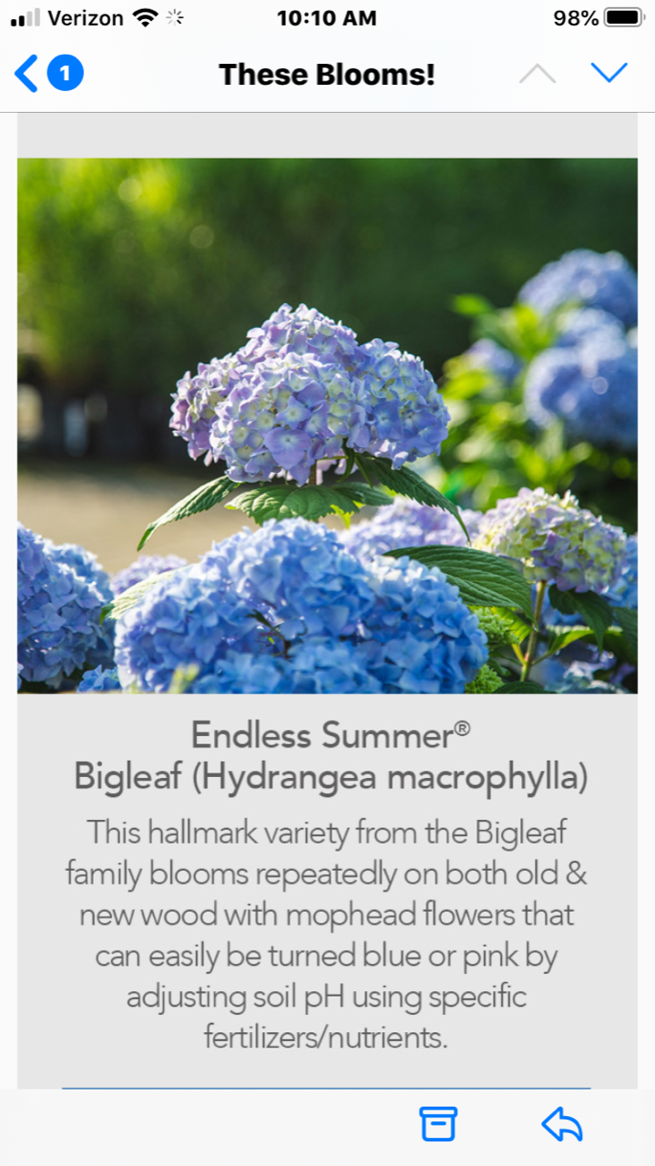 Blue and white hydrangea blooms in a garden, with a plant label visible on a phone screen
