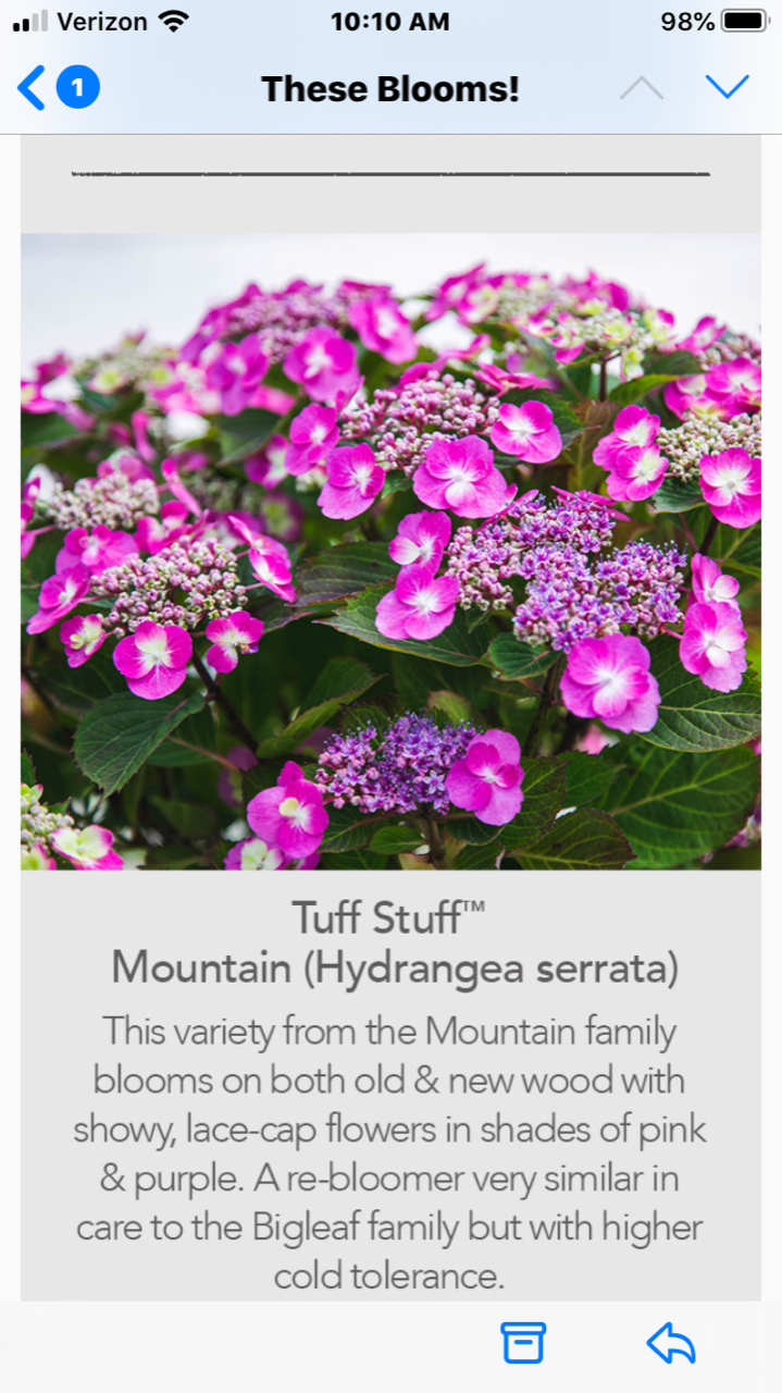Pink and purple hydrangea blossoms with green leaves on a plant labeled “Tuff Stuff” mountain hydrangea.
