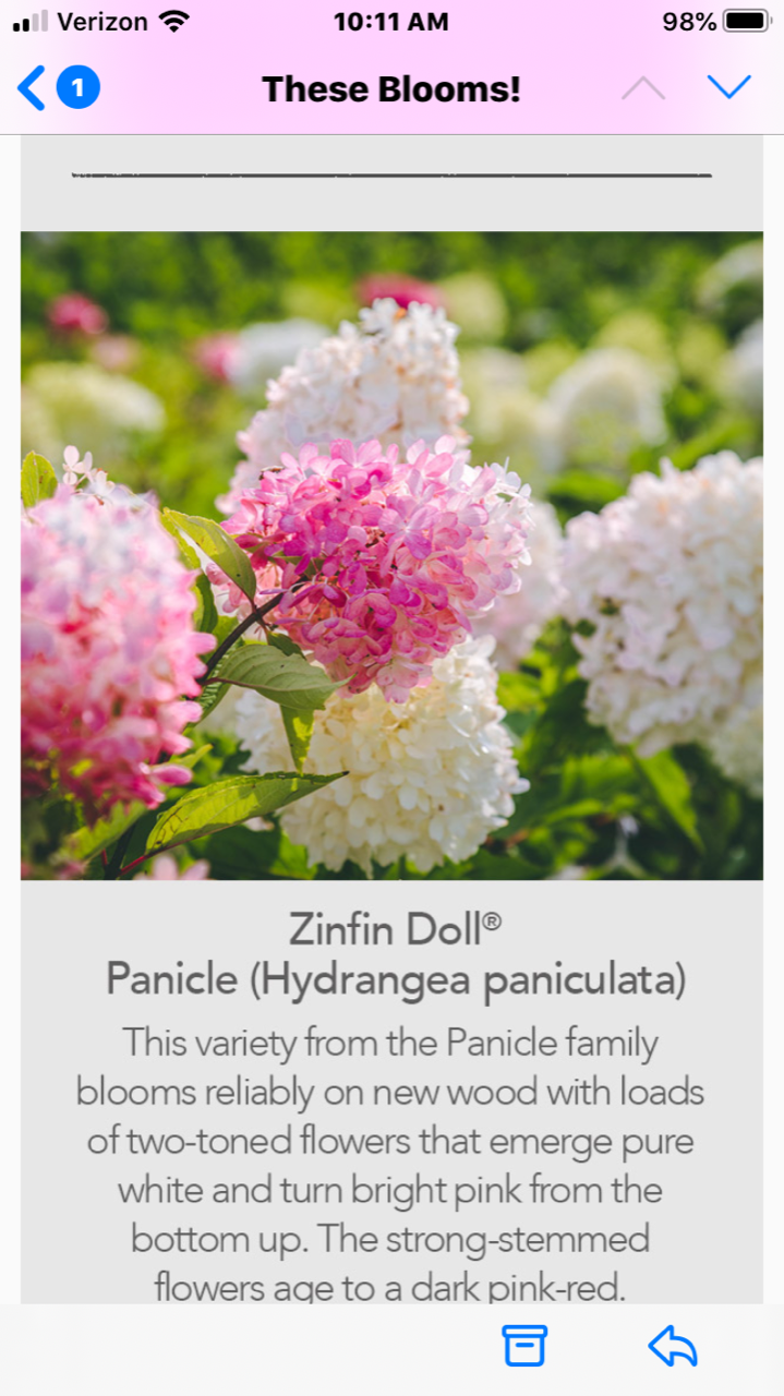 Pink and white panicle hydrangea blossoms blooming on a shrub, with green foliage in the background