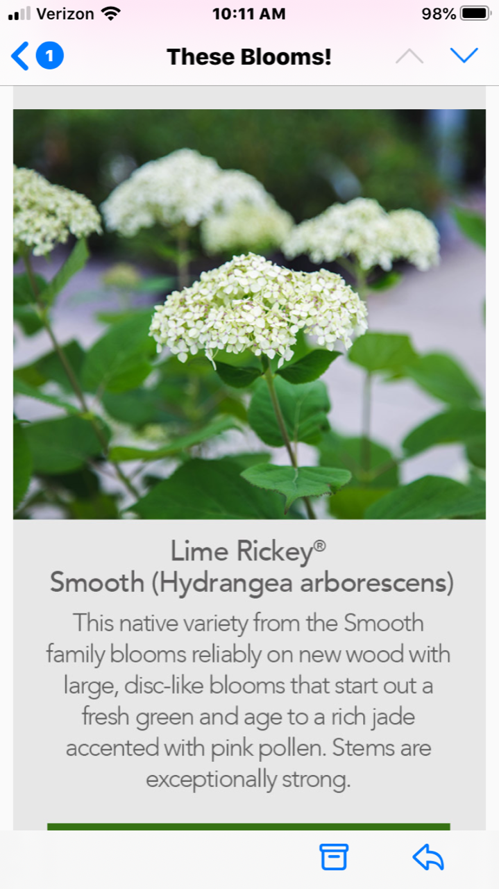 White flower cluster with green leaves and caption about “Lime Ricket” in a plant app screen