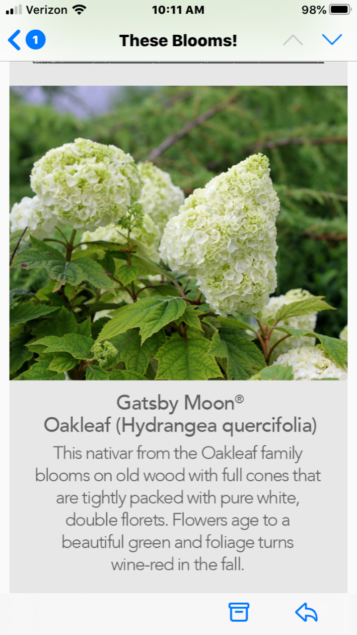 White hydrangea blooms on a plant with green leaves, shown in a phone screen about “These Blooms!”