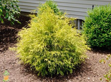 Small yellow-green shrub in a mulched garden bed beside a house.