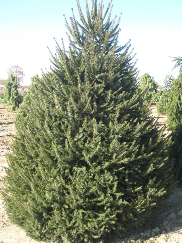 Dense green evergreen tree in a sunny outdoor nursery
