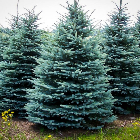 Blue spruce trees growing in a nursery row