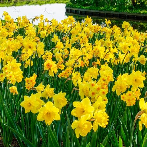 Bright yellow daffodils blooming in a garden bed with green leaves and a stone wall behind.