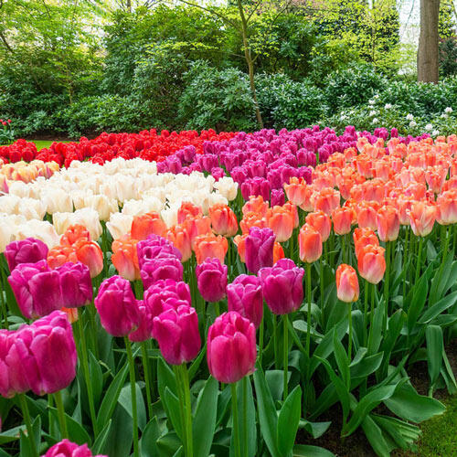 Colorful tulips in pink, white, and orange blooming in a lush garden bed