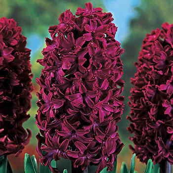 Close-up of dark burgundy flower spikes against a blurred blue-green background