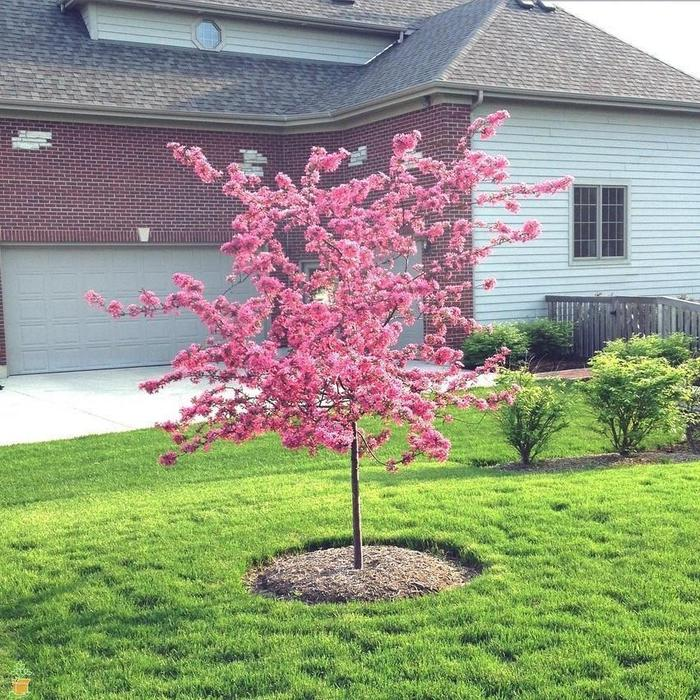 Pink flowering ornamental tree in a front yard with a house and driveway in the background