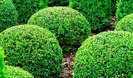 Round green shrubs in a garden bed with dense, clipped foliage