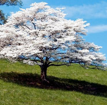 Blooming white tree on a grassy hillside under a clear blue sky