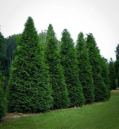Tall green evergreen hedges lined along a grassy lawn under an overcast sky
