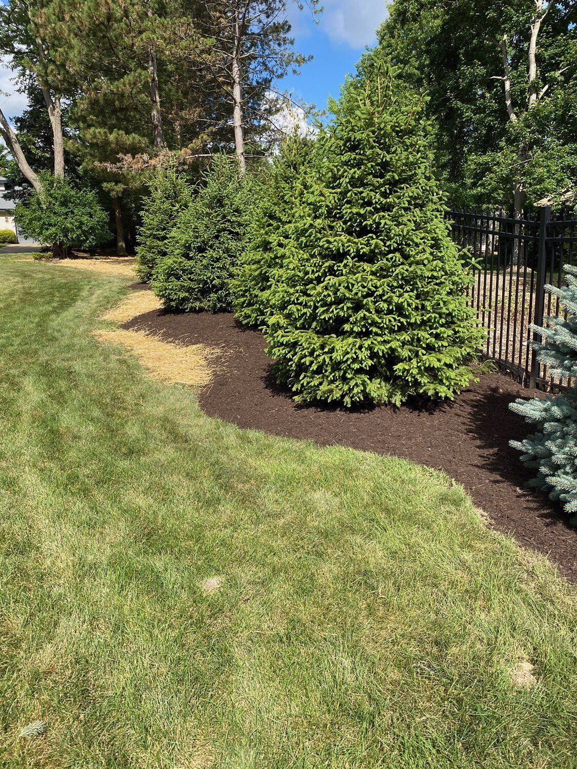 Landscaped yard with evergreen shrubs, mulch beds, and a grassy lawn beside a fence