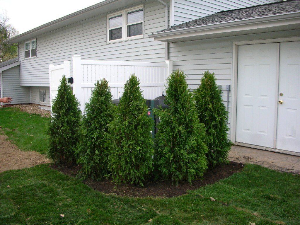 Row of tall evergreen shrubs beside a white townhouse and fenced patio
