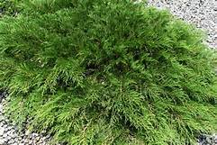 Green fluffy shrub on gravel ground