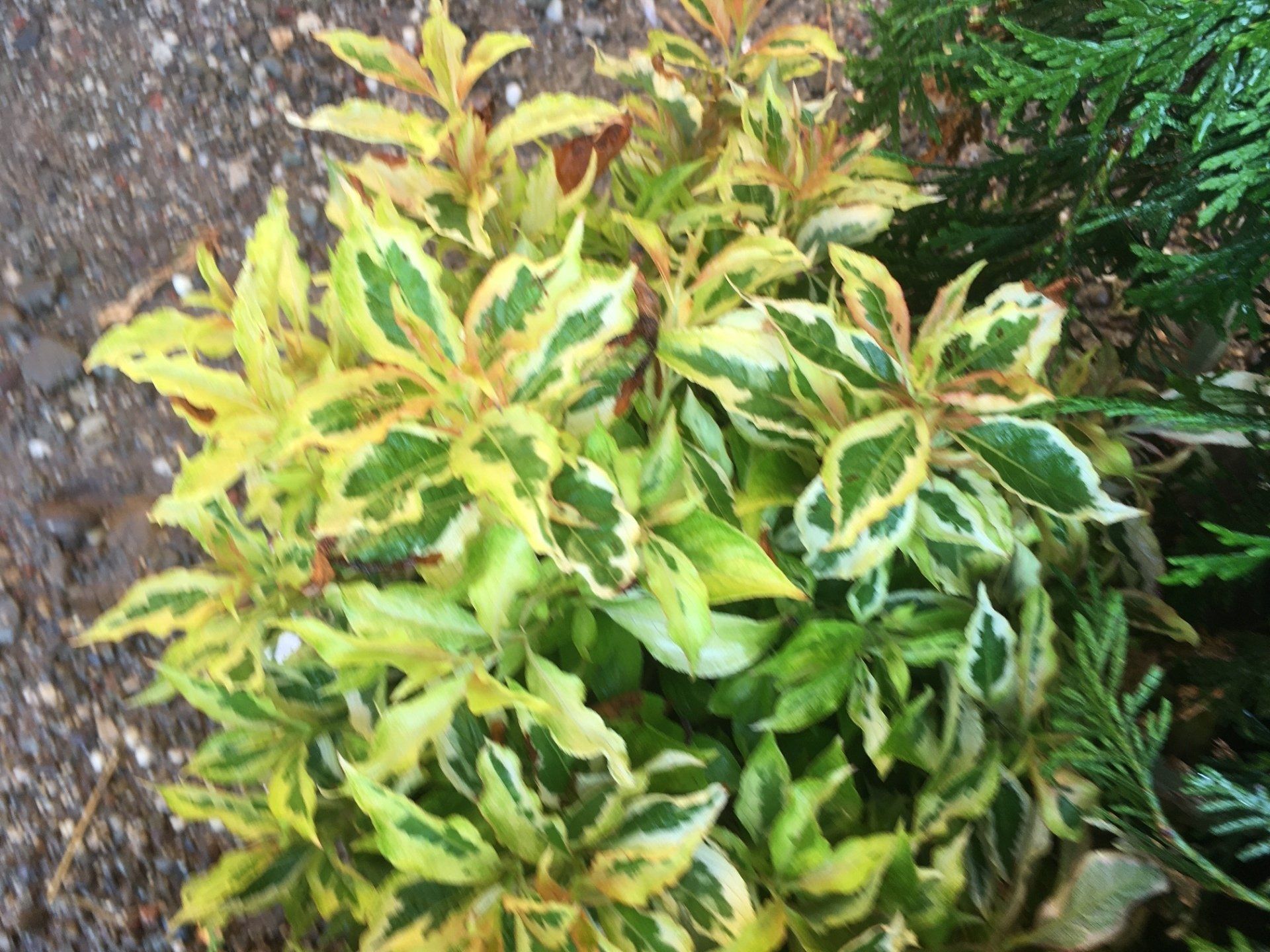 Yellow-green variegated shrub in a garden bed beside dark foliage and stone mulch