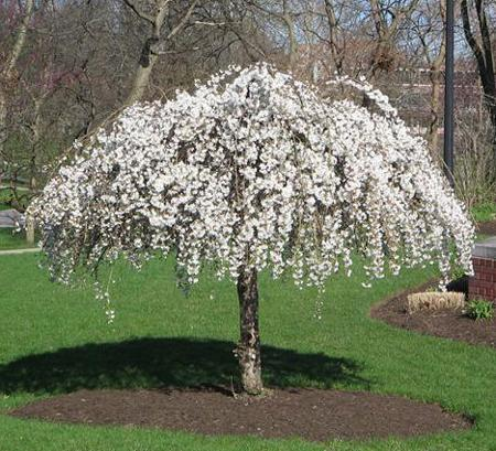 Weeping cherry tree in full white bloom in a grassy park area