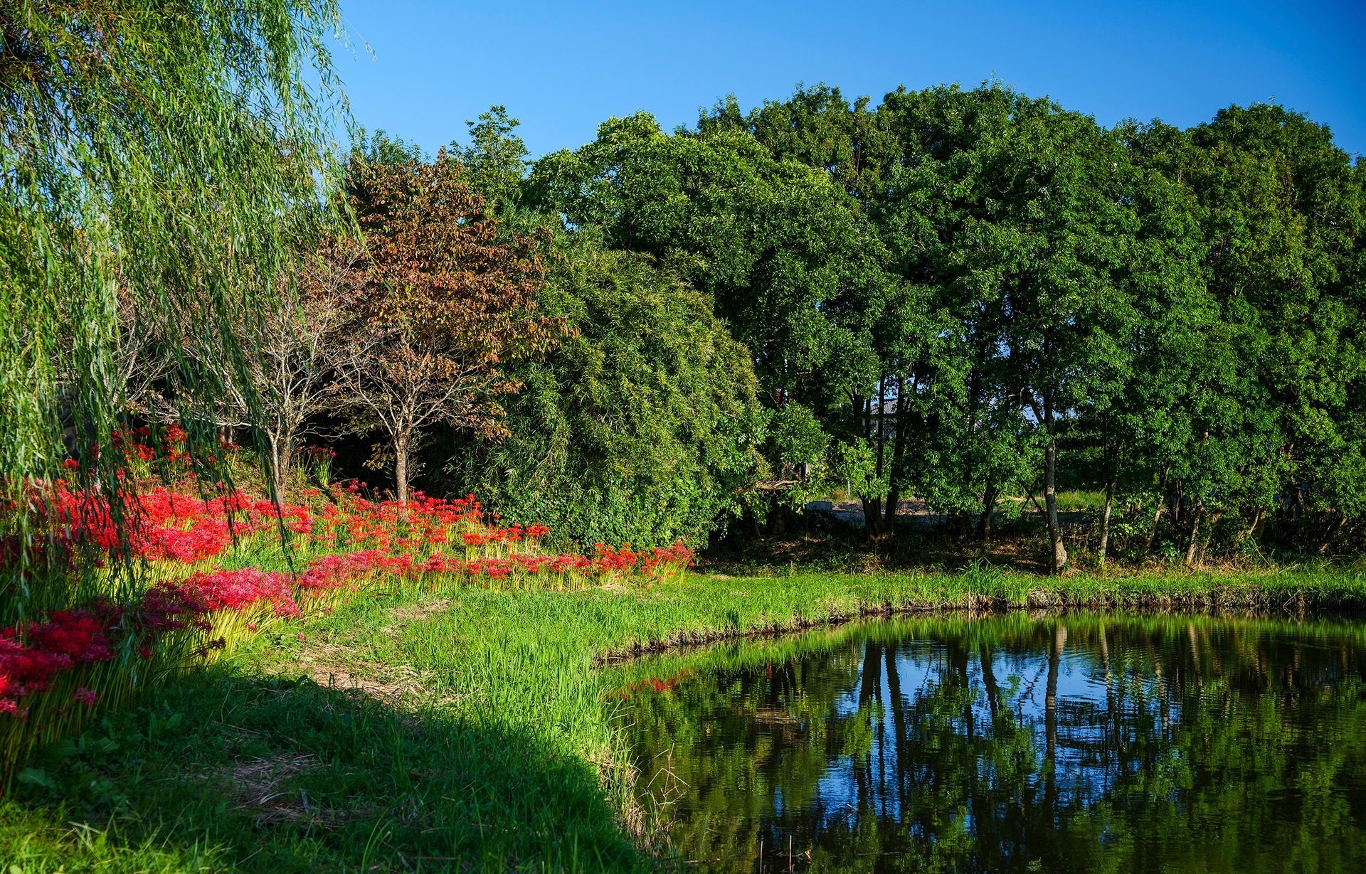 A clean and well-maintained farm pond
