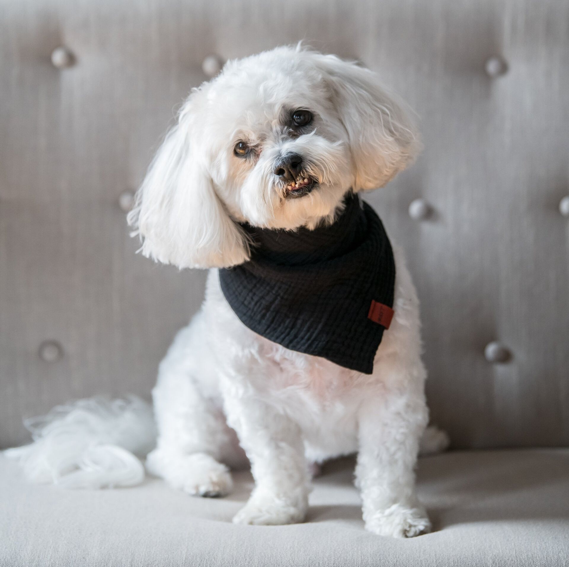A man is holding a dog in his arms and the dog is wearing a sweater.