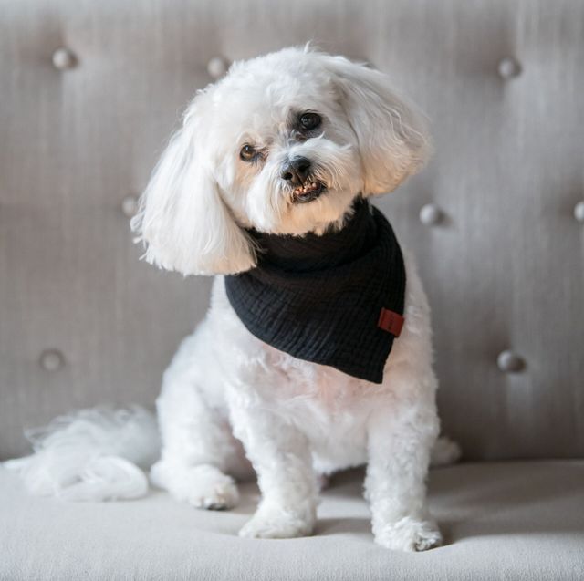 White dog wearing a black bandana sitting on a grey upholstered surface.