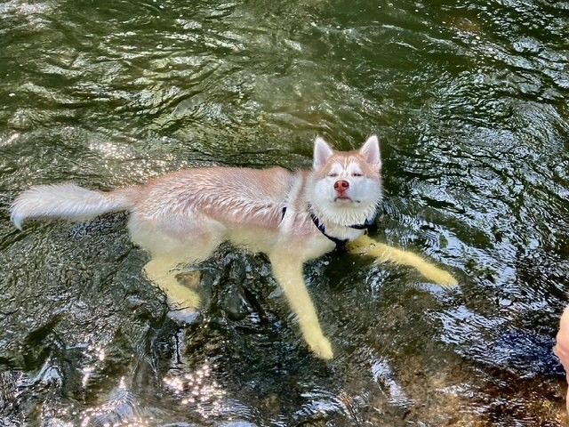 Dog, pale fur, swimming in a shallow, clear stream; eyes closed in apparent bliss.
