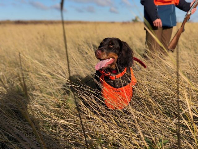 Dachshund wearing orange vest in tall grass, tongue out, hunter in background.